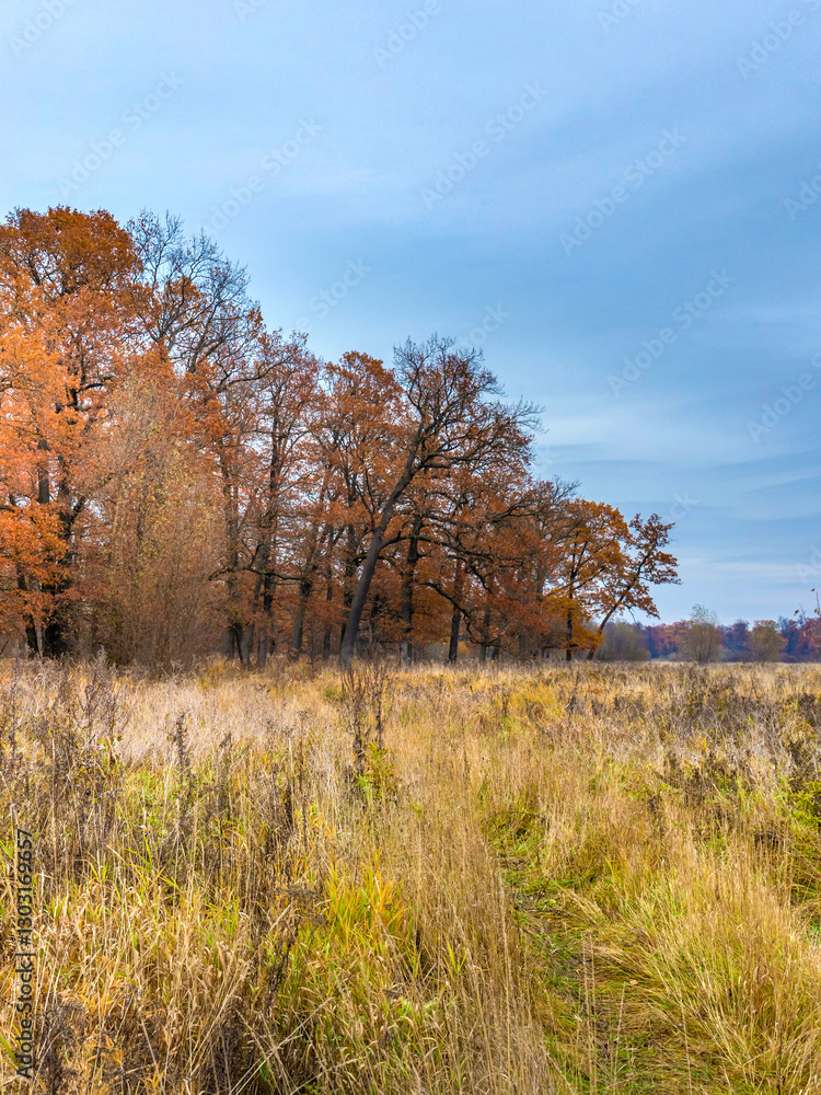 Field of tall grass with trees in the background Field of tall grass with trees in the background