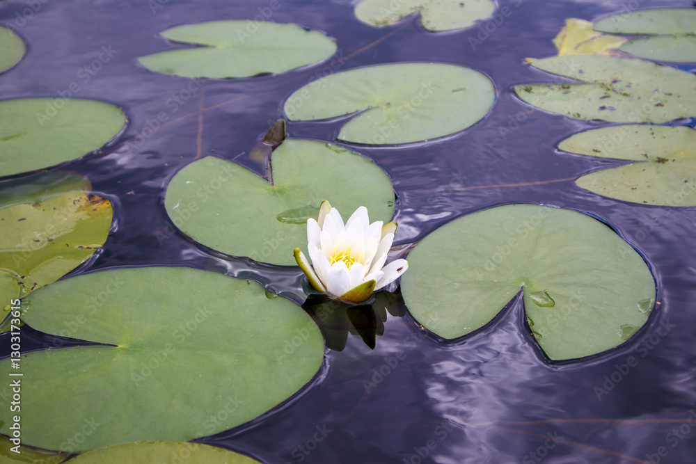 white water lily blooming among floating green water lily leaves in dark water.
white water lily blooming among floating green water lily leaves in dark water.