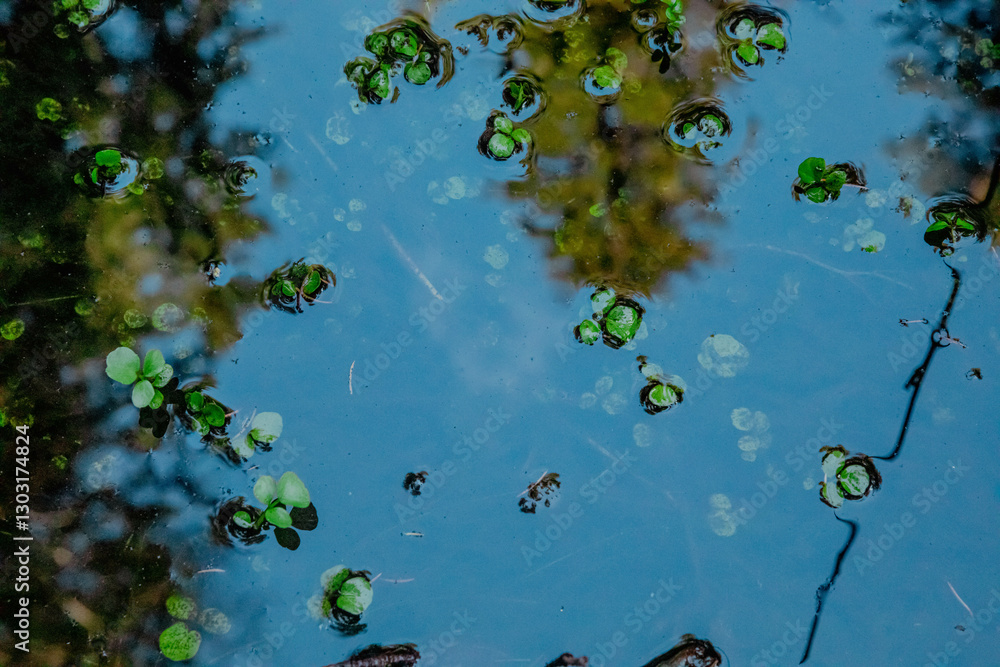 A pond with green plants and trees reflected in the water A pond with green plants and trees reflected in the water