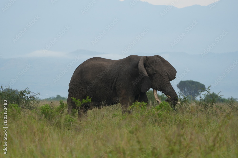 Fototapeta premium portrait of a huga african elephant crossing the ishasha sector in the queen elizabeht national park uganda, wallpaper background idyllic african tourism
