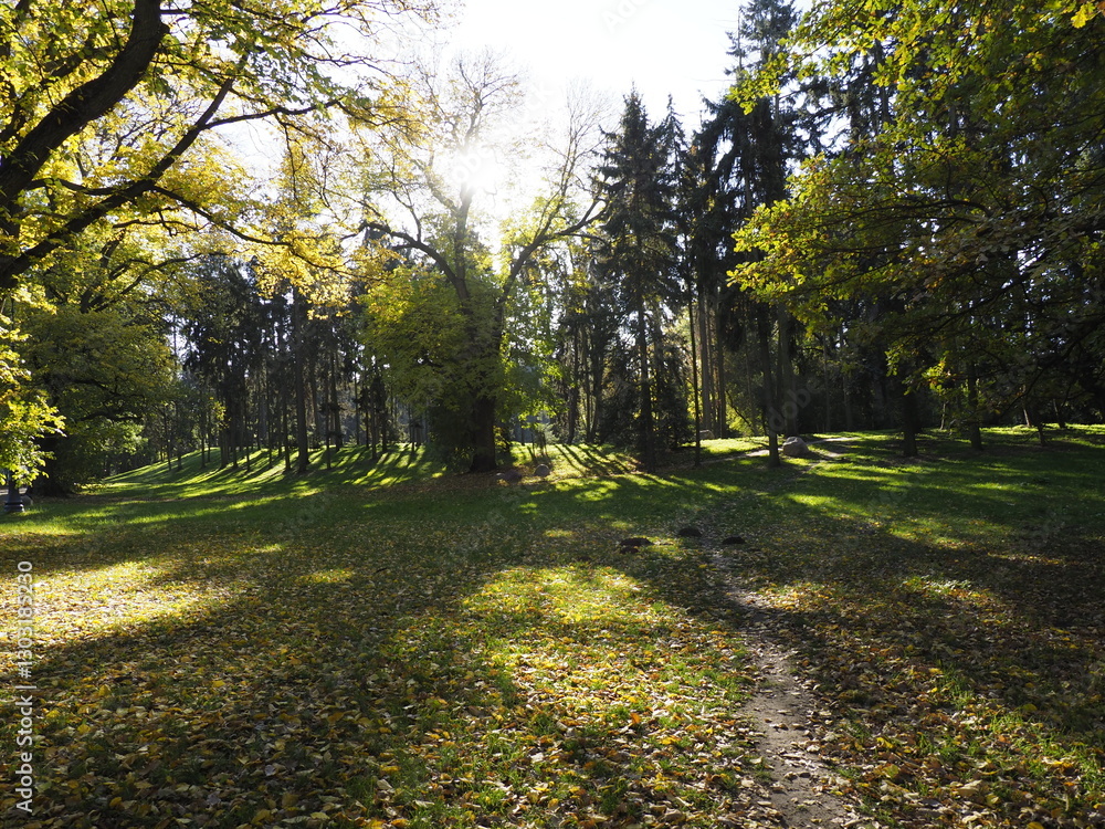 Fototapeta premium Autumn Park with Sunlit Path, Sunny Day