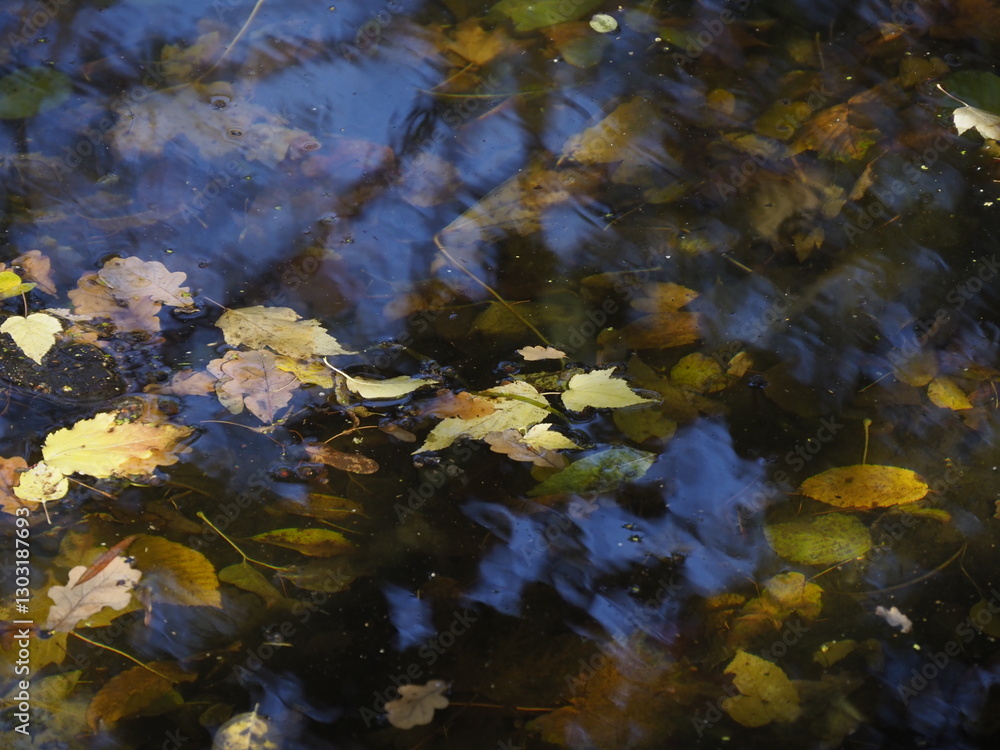 Autumn Leaves Floating on a Reflective Water Surface in a Tranquil Forest Pond
