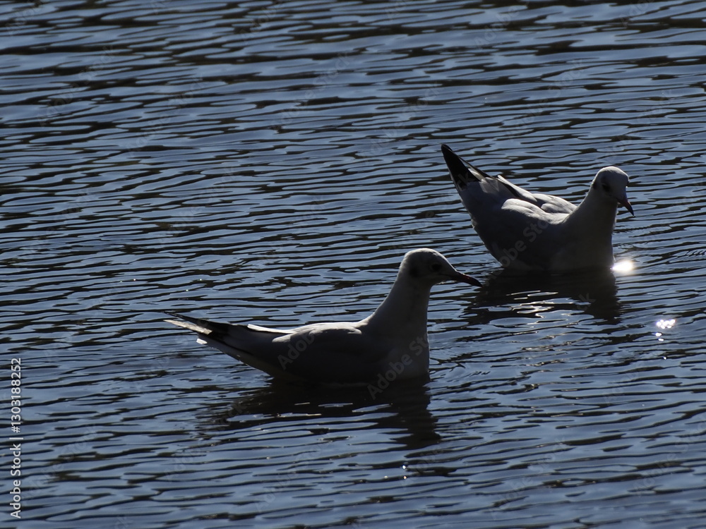 Naklejka premium Two Seagulls Floating on Calm Water with Rippling Reflections in the Evening Light