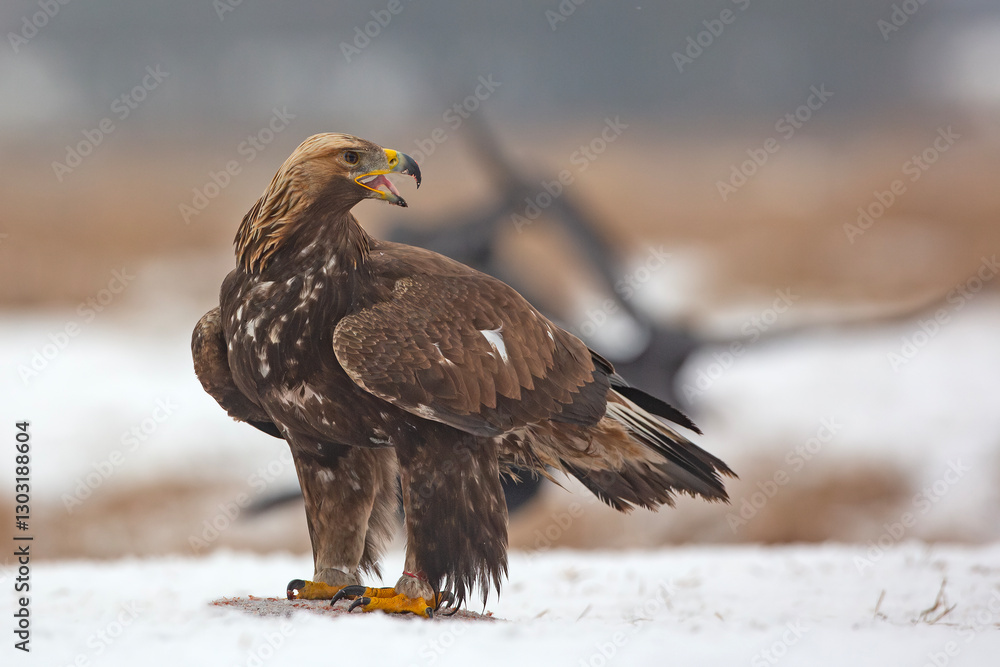 Fototapeta premium Orzeł przedni, zys (Aquila chrysaetos)