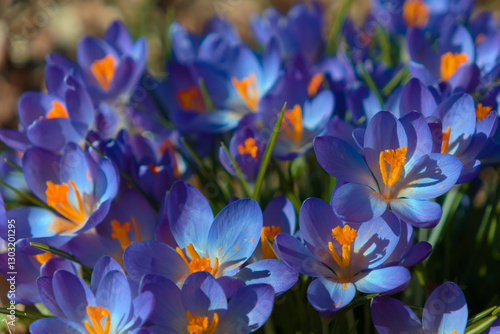 fresh opened purple crocus