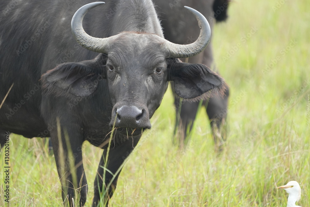 Naklejka premium Portrait of African Buffalo in Queen Elizabeth National Park, Uganda