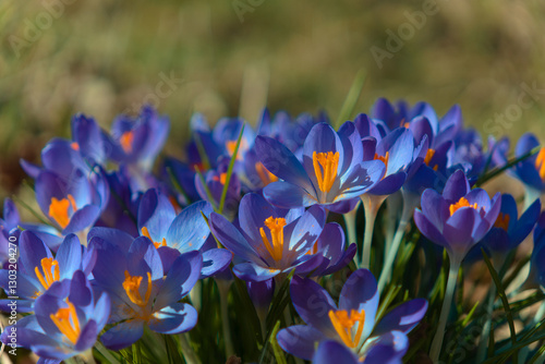 spring crocus flowers