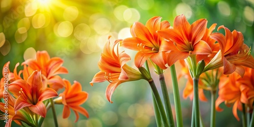 Vibrant Orange Amaryllis Blooms in Lush Green Garden - Stock Photo