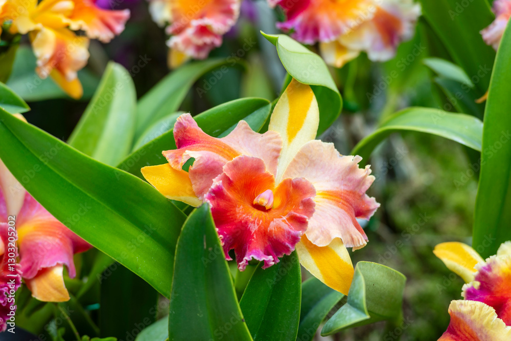 Fototapeta premium A close-up of a beautiful orchid flower captured in a lush, green tropical garden.
