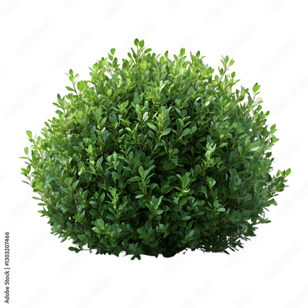 Lush Green Boxwood Shrub Botanical Garden Plant Lush Green Boxwood Shrub Botanical Garden Plant