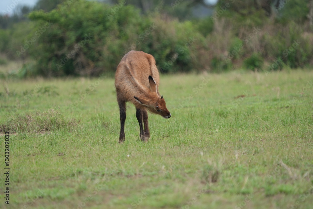 Fototapeta premium close up of a young waterbuck grazing in the serengeti national park tanzania