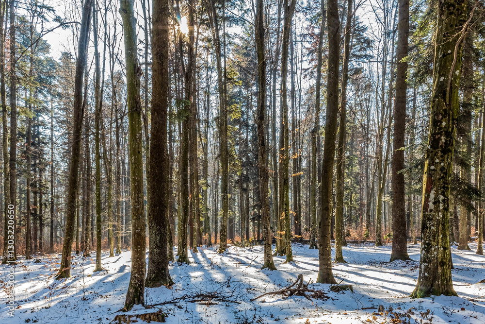 Fototapeta premium Landscapes - Forest - Europe, Romania, Suceava region