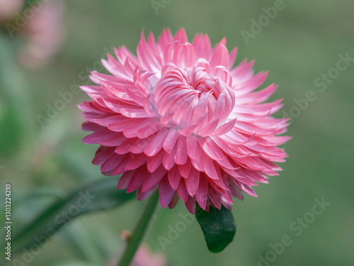 spring pink flower blooming in the garden