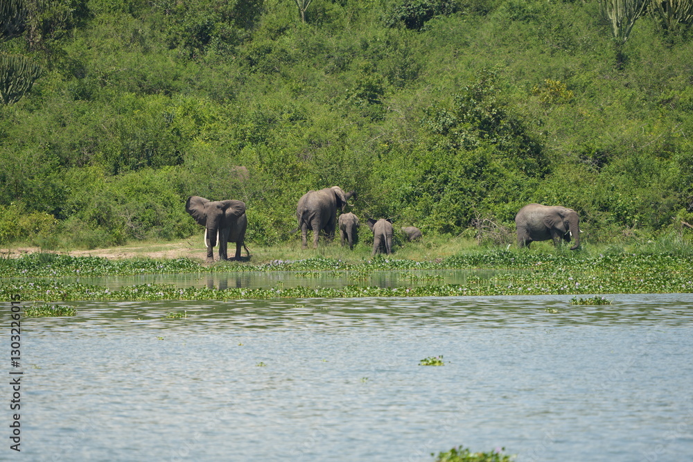 Obraz premium African elephant family with calf near the water and green vegetation at Kazinga Channel, Uganda, showing wild safari animals in their natural wetland habitat.