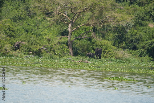 Photography African elephant family with calf near the water and green vegetation at Kazinga Channel, Uganda, showing wild safari animals in their natural wetland habitat