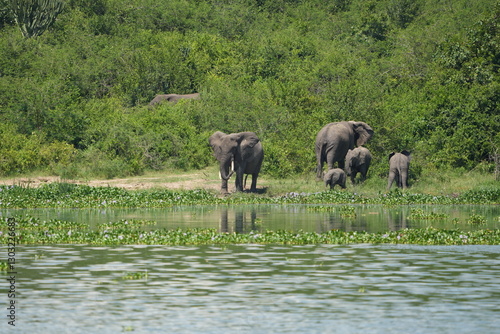 Photography African elephant family with calf near the water and green vegetation at Kazinga Channel, Uganda, showing wild safari animals in their natural wetland habitat