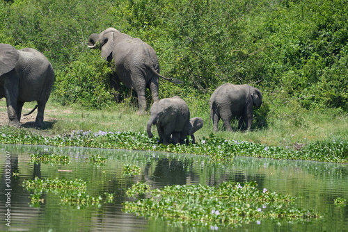 Canvas Print African elephant family with calf near the water and green vegetation at Kazinga Channel, Uganda, showing wild safari animals in their natural wetland habitat