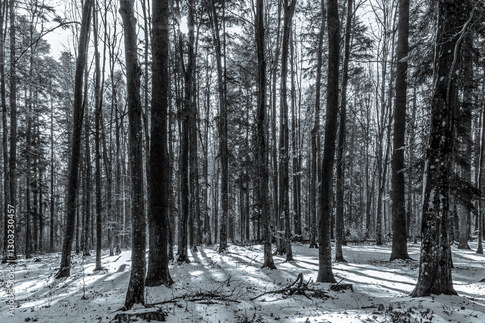 Fototapeta Landscapes - Forest - Europe, Romania, Suceava region
