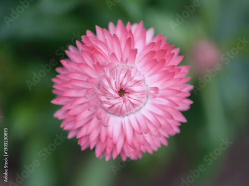 closeup of spring pink flower blooming in the garden