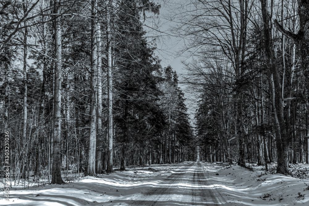 Fototapeta Landscapes - Forest - Europe, Romania, Suceava region