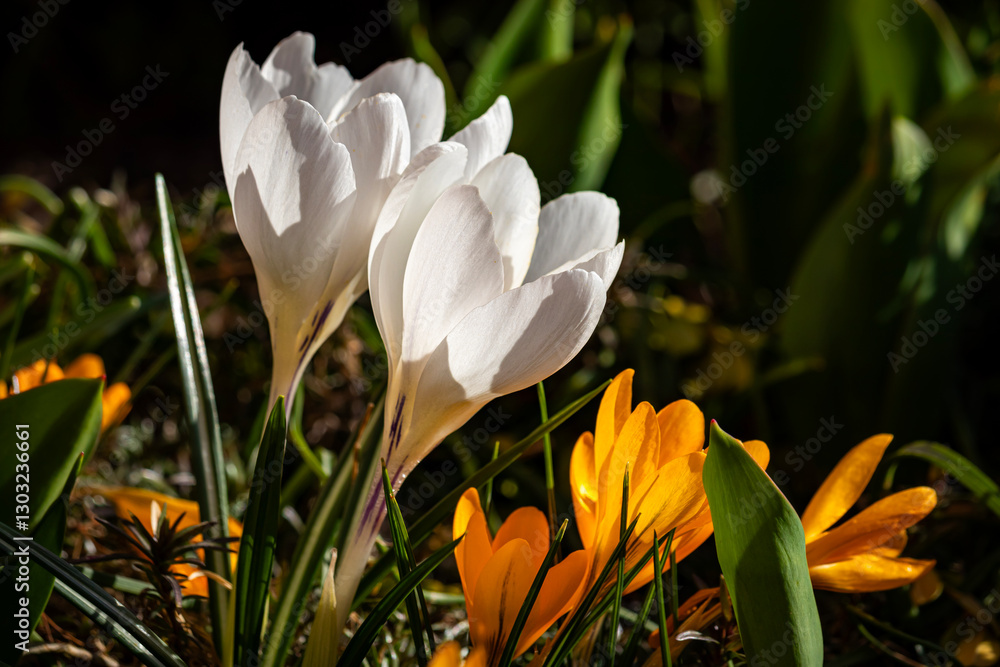 Fototapeta premium Crocuses against a blurry background.