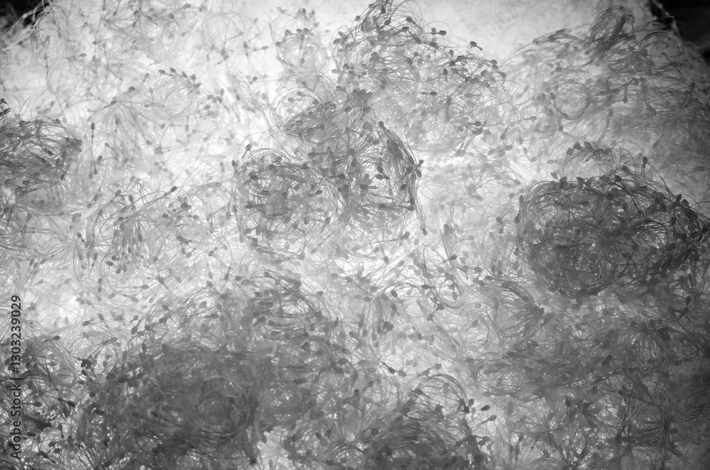 Fototapeta premium Astratto in bianco e nero di fili luminosi che ricordano una nuvola o il ghiaccio cristallizzato