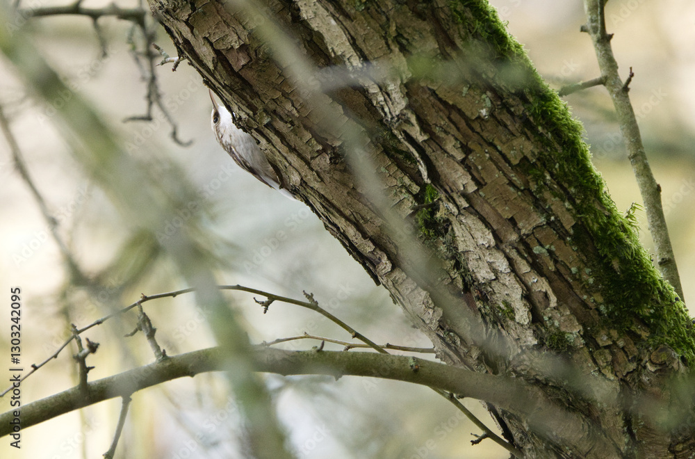 Treecreeper on a tree, treecreeper looking up the tree, woodcreeper looking for food in the bark, small brown bird running up the tree, Certhia brachydactyla Treecreeper on a tree, treecreeper looking up the tree, woodcreeper looking for food in the bark, small brown bird running up the tree, Certhia brachydactyla