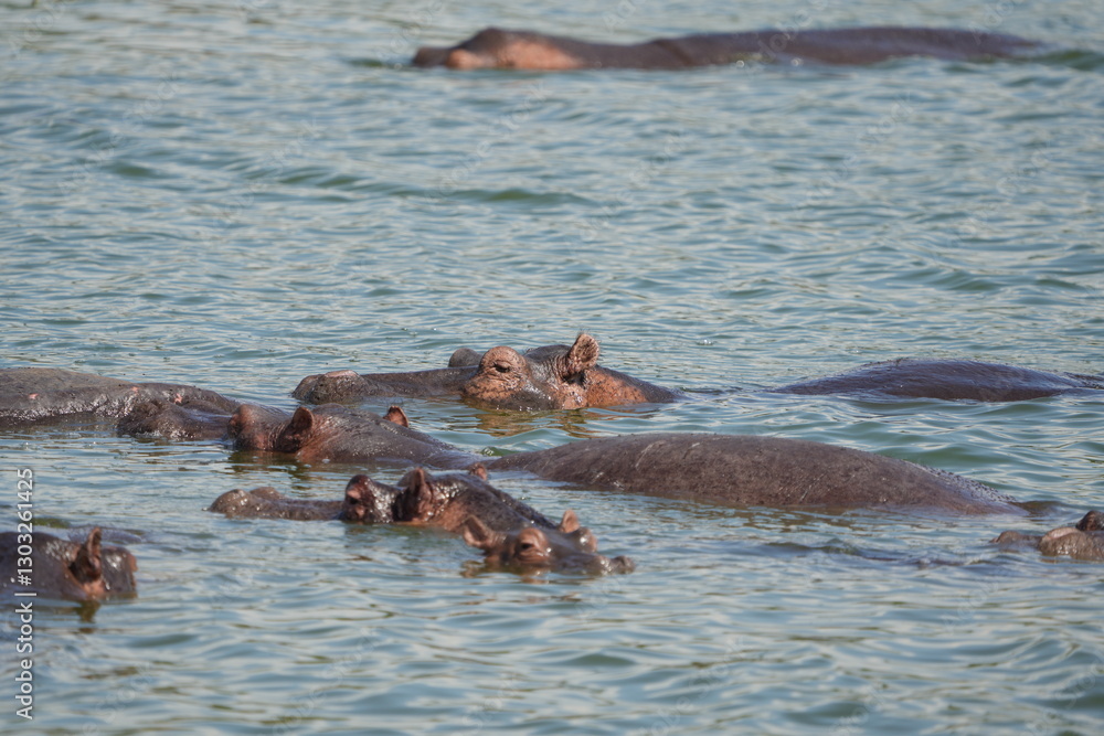 Fototapeta premium hippos in the water of the kazinga channel queen elizabeth national park uganda, hippopotamus wallpaper