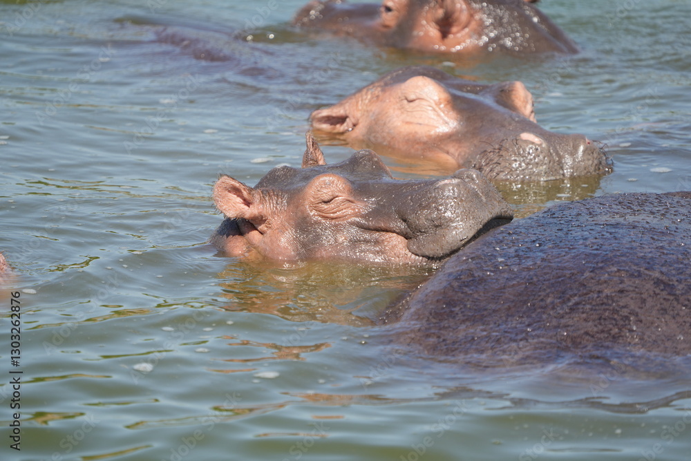 Fototapeta premium close up of hippos (hippotamus) laying in a hippo pool in the serengeti national park tanzania