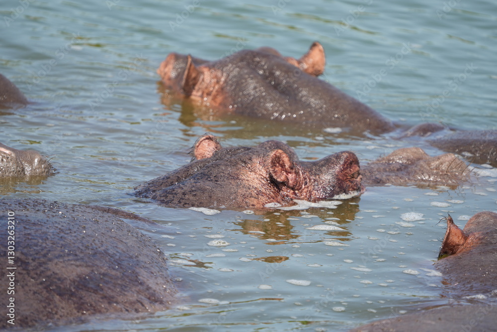 Fototapeta premium portrait and wallpaper of hippo heads in the hippo pool in the seregenti national park tanzania