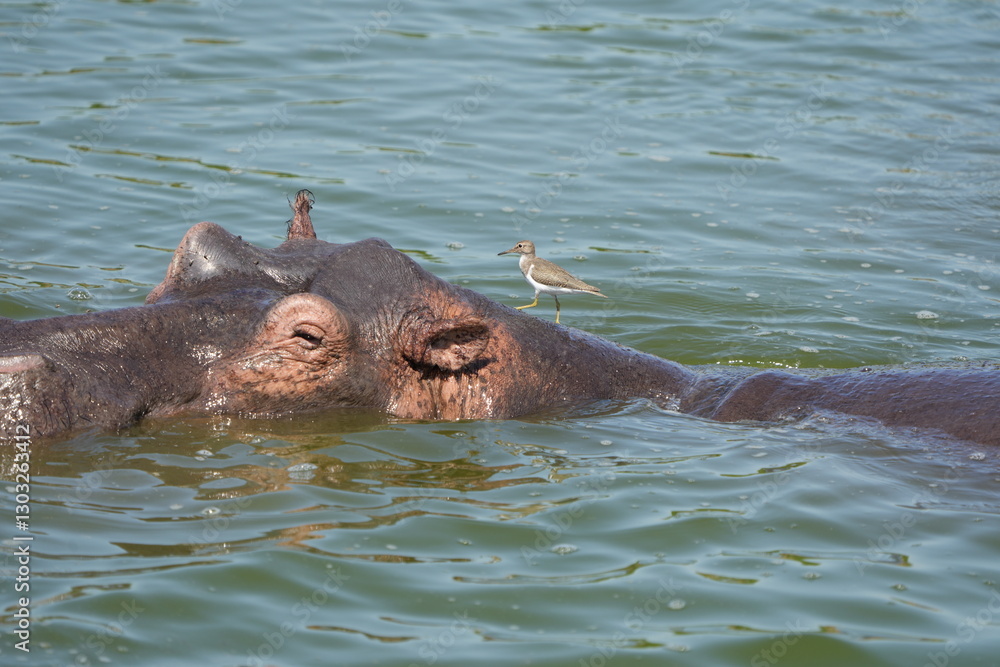 Fototapeta premium portrait and wallpaper of hippo heads in the hippo pool in the seregenti national park tanzania