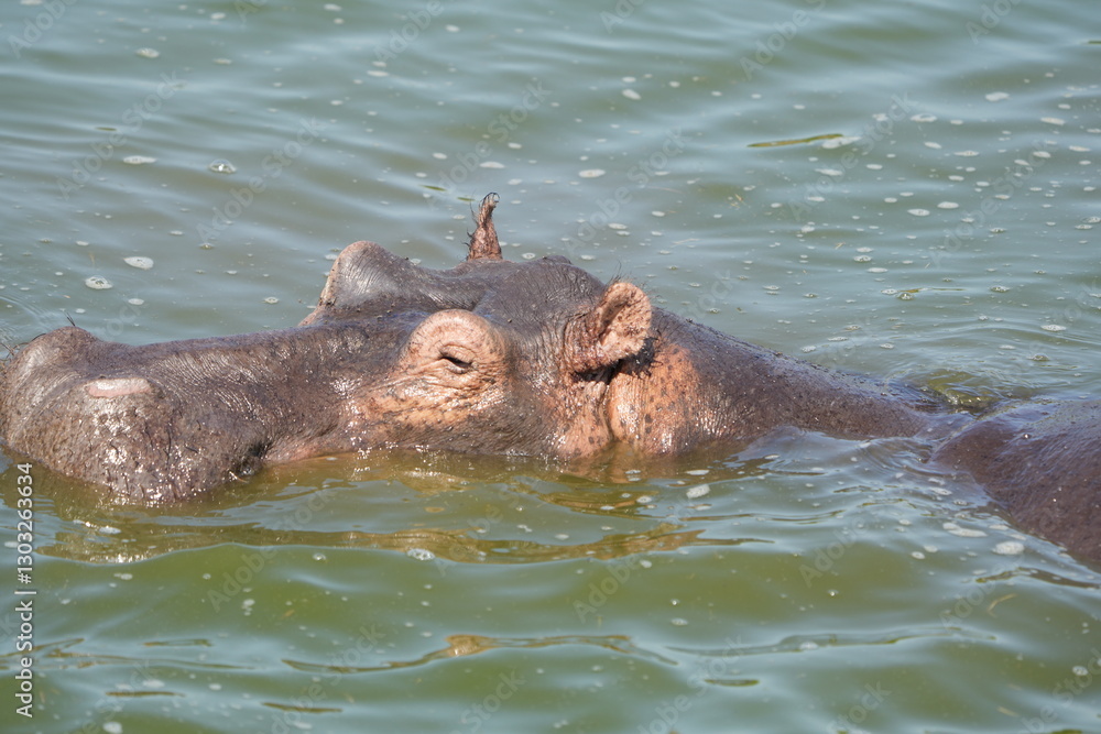 Fototapeta premium portrait and wallpaper of hippo heads in the hippo pool in the seregenti national park tanzania