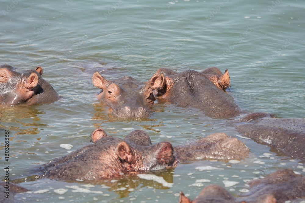 Fototapeta premium hippos in the water of the kazinga channel queen elizabeth national park uganda, hippopotamus wallpaper