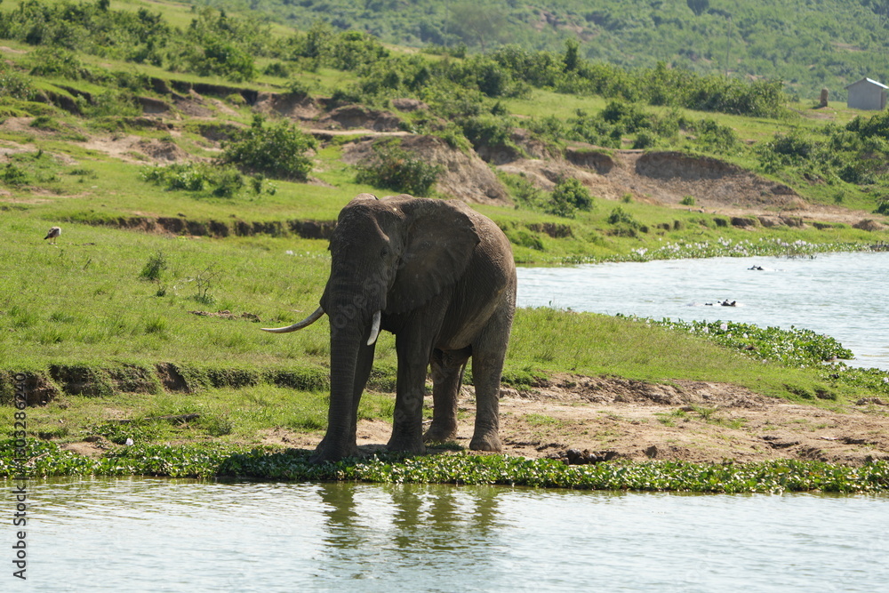Fototapeta premium Lone Elephant Standing by the Kazinga Channel – Portrait Wallpaper, Uganda