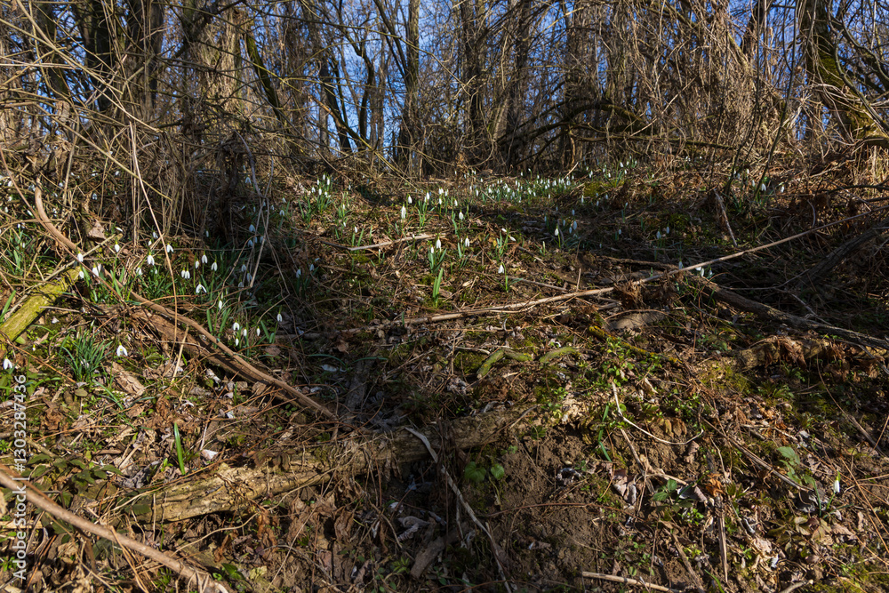 Spring white flower Snowdrop - Galanthus in wild forest Spring white flower Snowdrop - Galanthus in wild forest