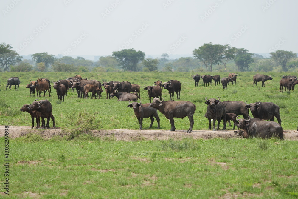 Obraz premium herd of buffalo posing in the queen elizabeth park uganda, ugandan wildlife safari and tourism