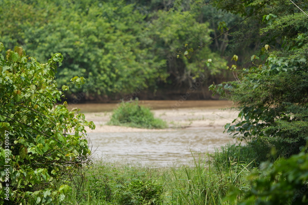 Fototapeta premium River flowing through lush forest in Uganda