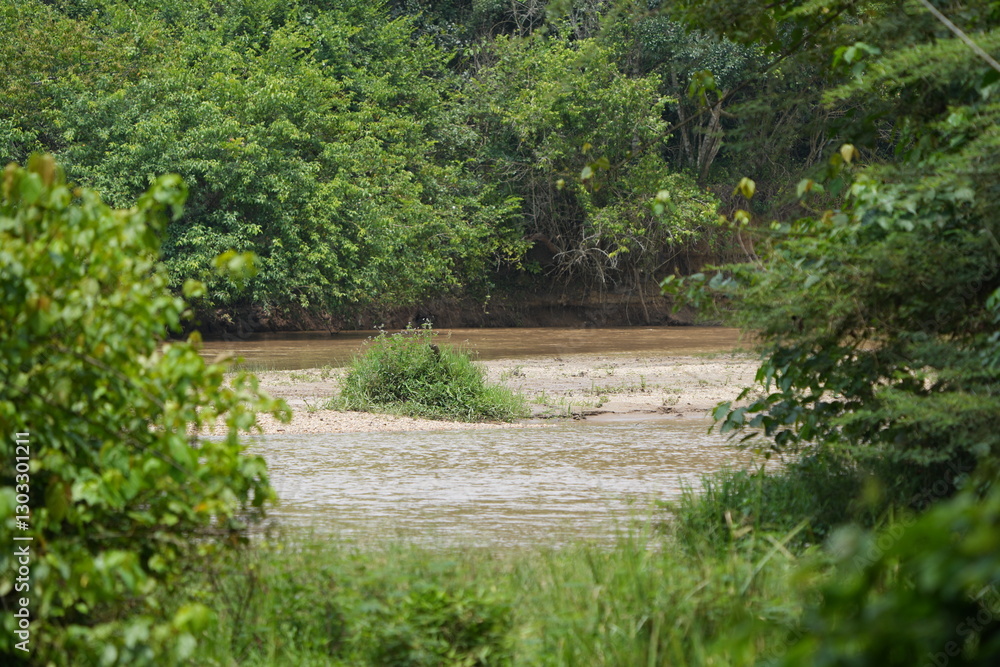 Naklejka premium River flowing through lush forest in Uganda
