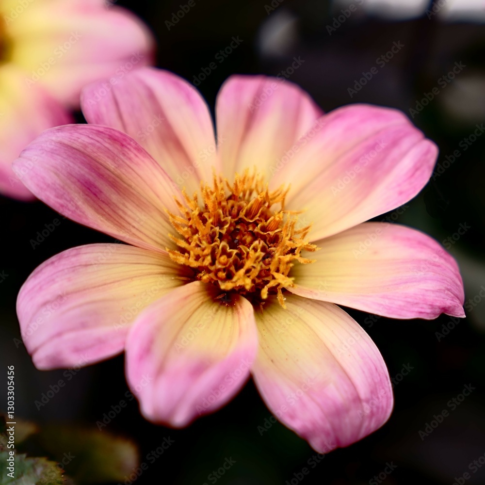 Blümchen Blümchen