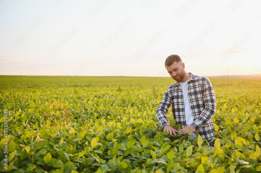 Fototapeta premium Farmer standing in soybean field at sunset