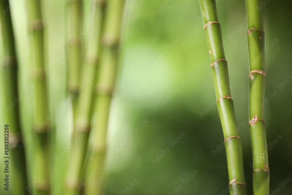 Fototapeta premium Green bamboo stems on blurred background, closeup. Space for text