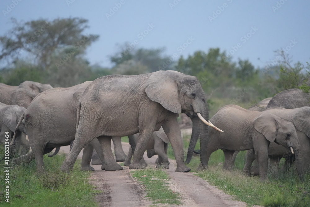 Fototapeta premium herd of elephants crossing the road in ishasha sector, queen elizabeth national park, uganda