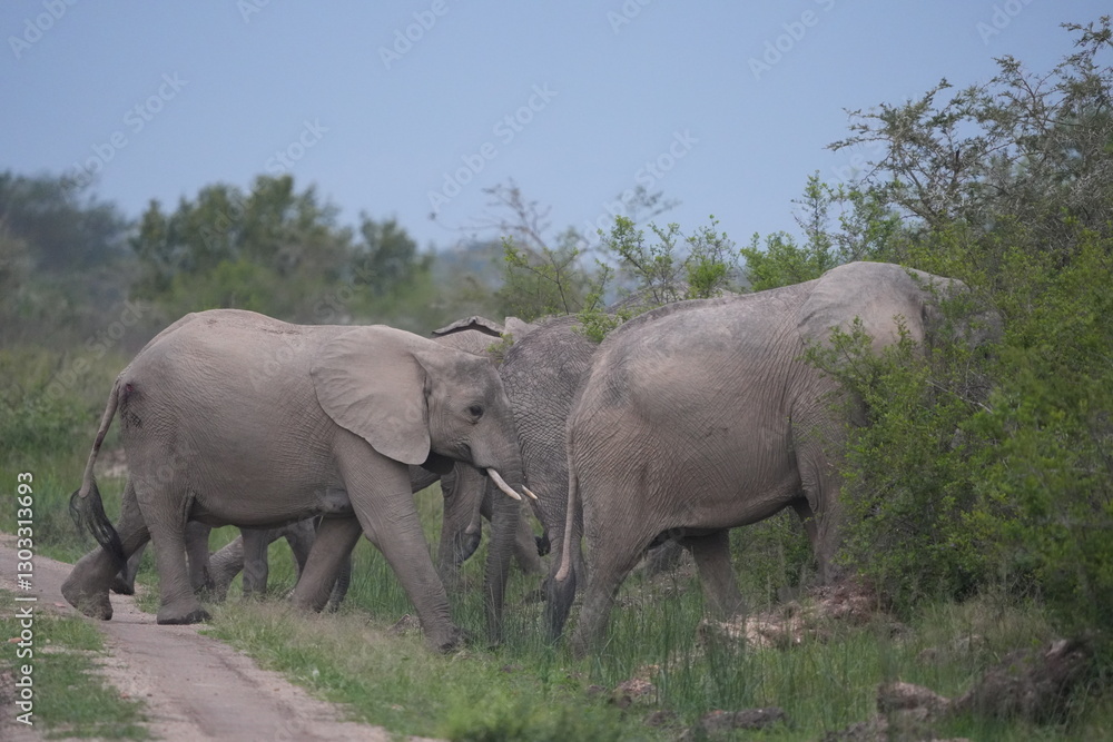 Obraz premium herd of elephants crossing the road in ishasha sector, queen elizabeth national park, uganda