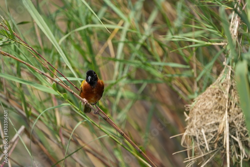 portrait of a weaver bird in uganda, lake mutanda, 