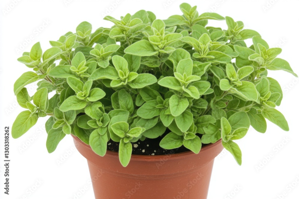 Fresh oregano plant in pot against white Fresh oregano plant in pot against white