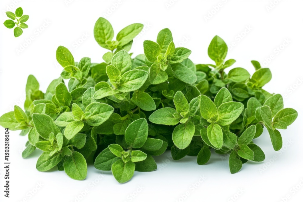 Fresh oregano sprigs on white background (1) Fresh oregano sprigs on white background (1)