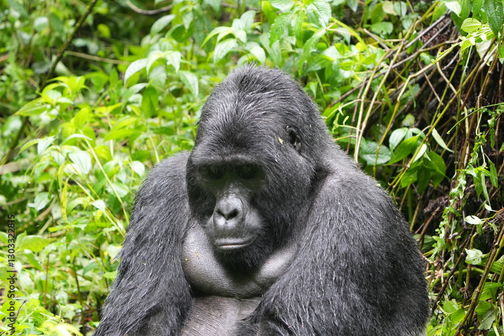 Fototapeta premium Silverback mountain gorilla close up in Bwindi Impenetrable Forest