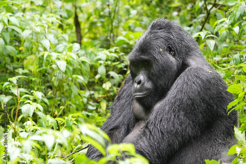 Obraz premium Silverback mountain gorilla close up in Bwindi Impenetrable Forest