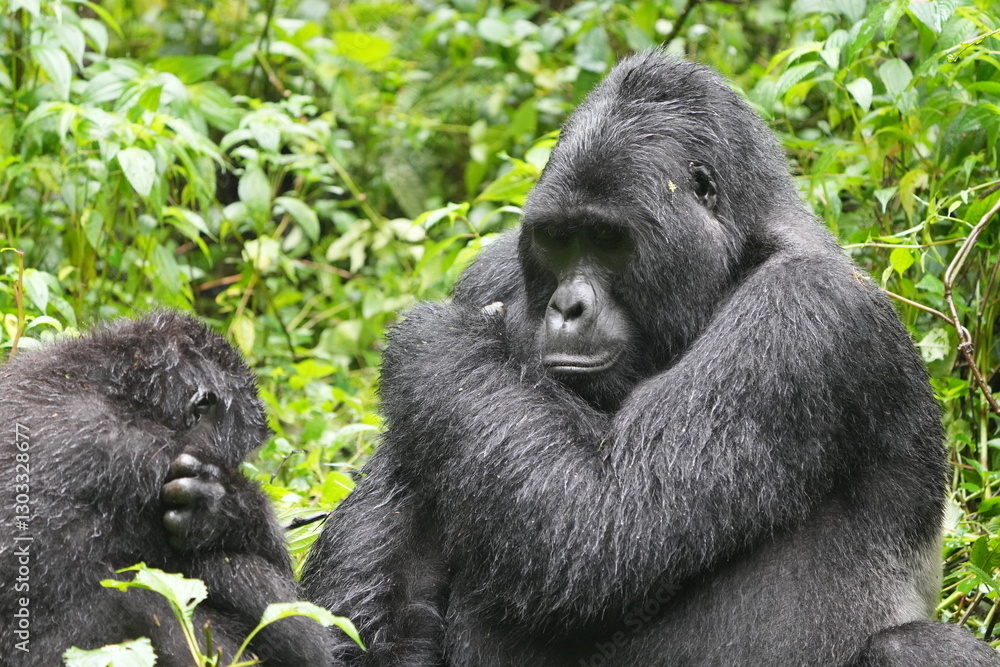 Silverback Gorilla in Dense Jungle – Bwindi Impenetrable Forest, Uganda Silverback Gorilla in Dense Jungle – Bwindi Impenetrable Forest, Uganda