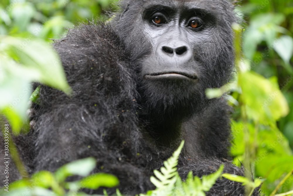 Obraz premium portrait of a gorilla in bwindi impenetrable forest uganda, 